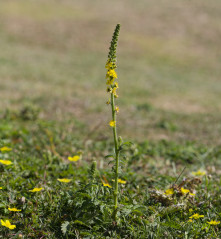 20100705-_MG_5435.jpg