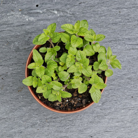 Basil.jpg