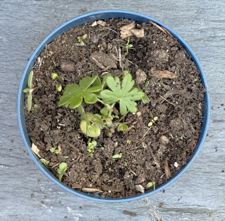 Bloody-Cranesbill.jpg