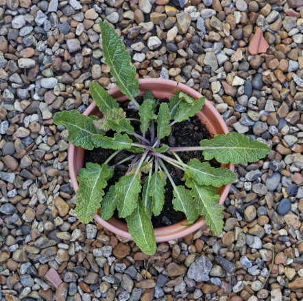 Clary-2.jpg