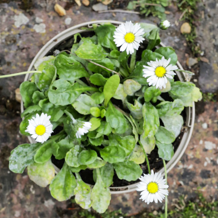 Daisy.jpg