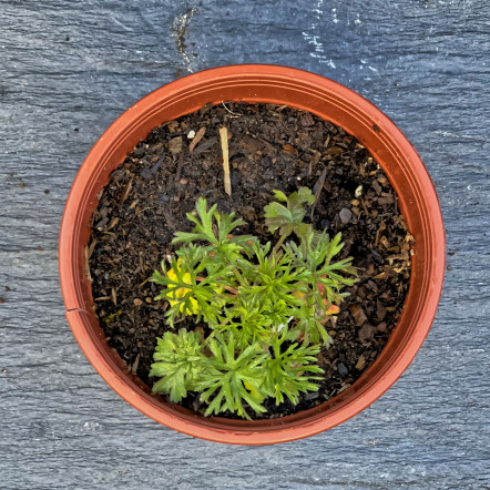 Musk-Mallow.jpg