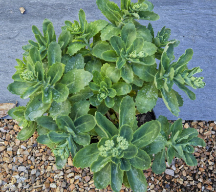 Sedum.jpg