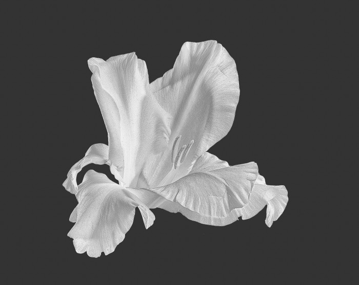 Gladiolus-2.jpg