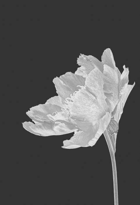 Paeony_1_dark.jpg