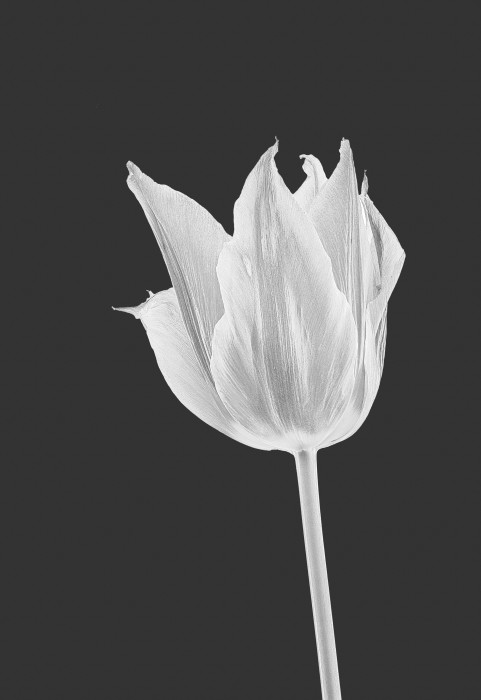 Tulip_1_dark.jpg