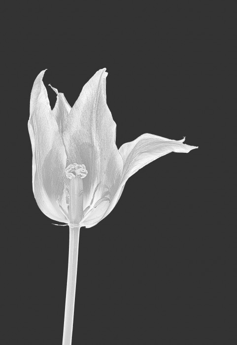 Tulip_2_dark.jpg