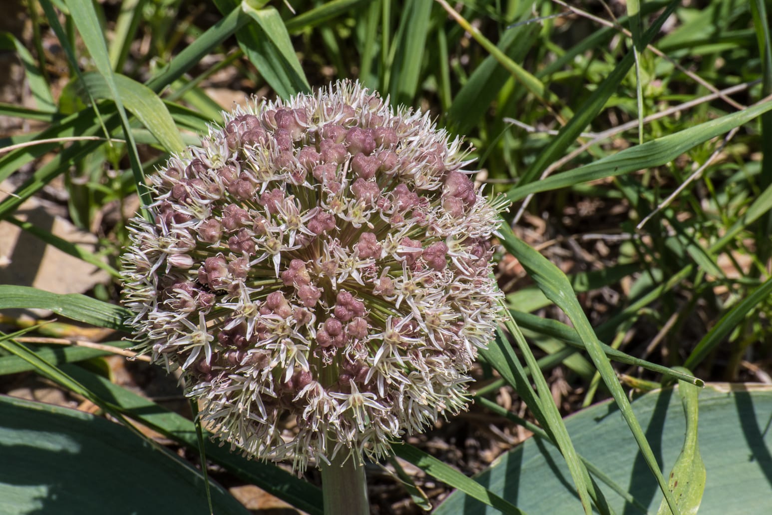 Kazakhstan-Flowers-Allium-karataviense-25.JPG