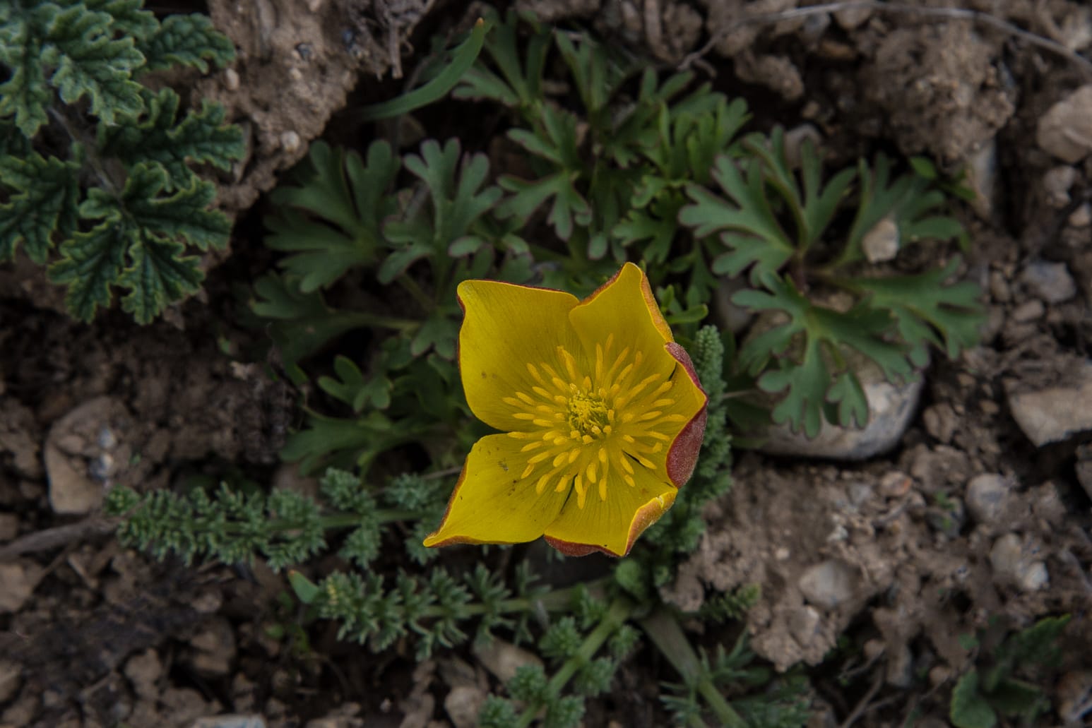 Kazakhstan-Flowers-Anemone-petiolulosa-33.JPG