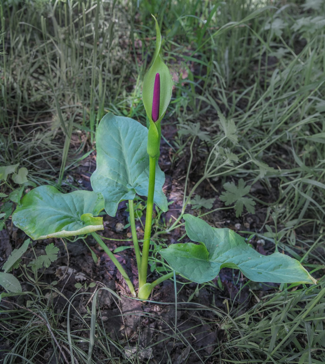 Kazakhstan-Flowers-Arum-regelii-39.JPG