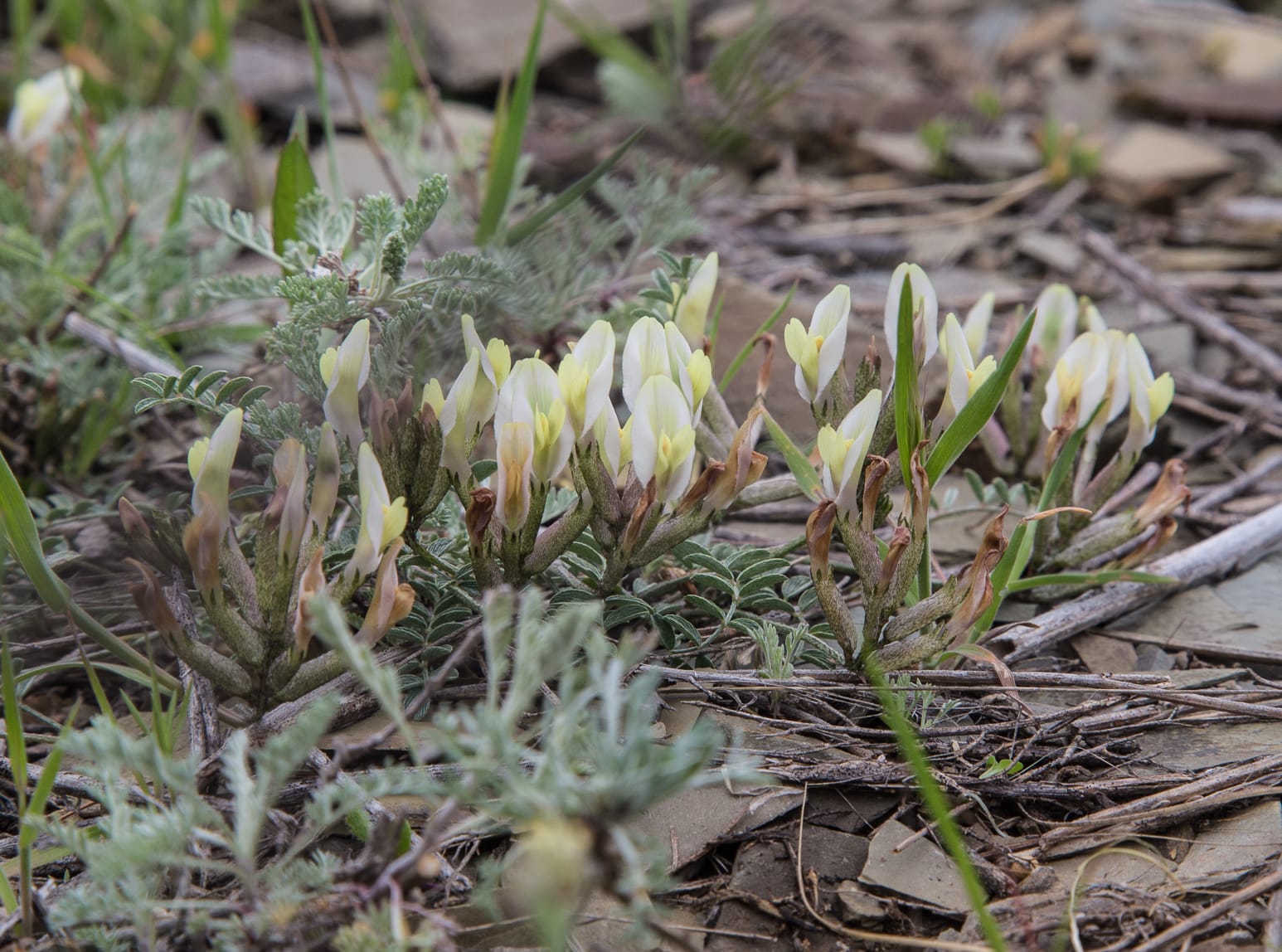 Kazakhstan-Flowers-Astragalus-lipschitzii-12.JPG