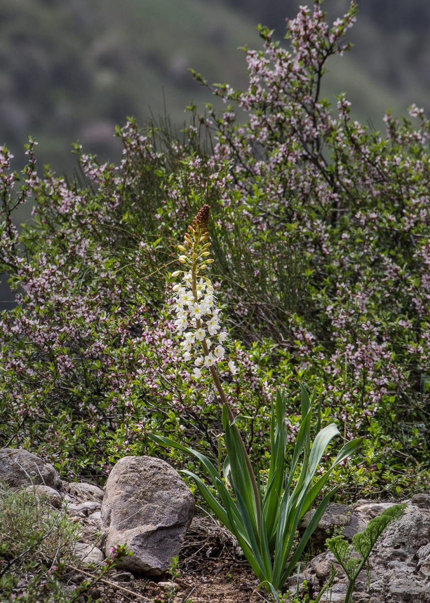 Kazakhstan-Flowers-Eremurus-lactiflorus-37.JPG