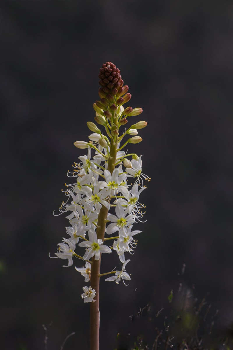 Kazakhstan-Flowers-Eremurus-lactiflorus-38.JPG