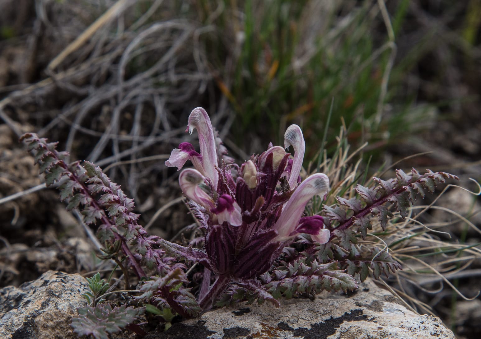 Kazakhstan-Flowers-Pedicularis-karatavica-32.JPG