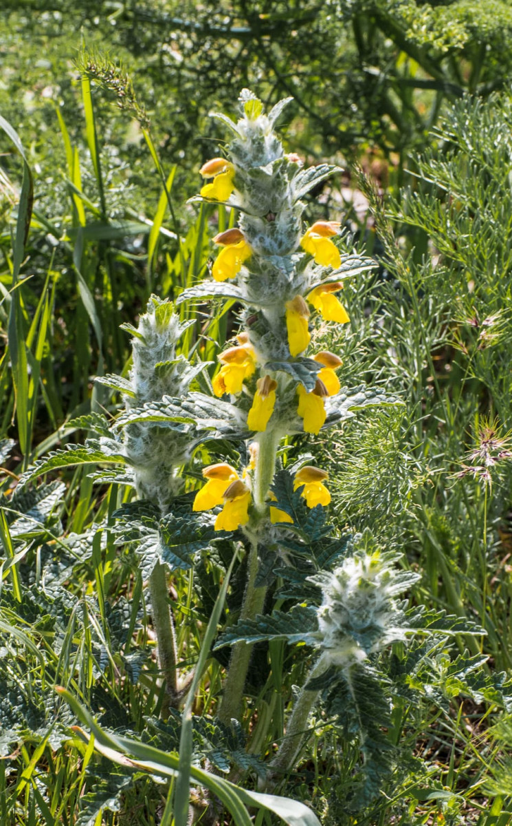 Kazakhstan-Flowers-Phlomoides-speciosa-23.JPG