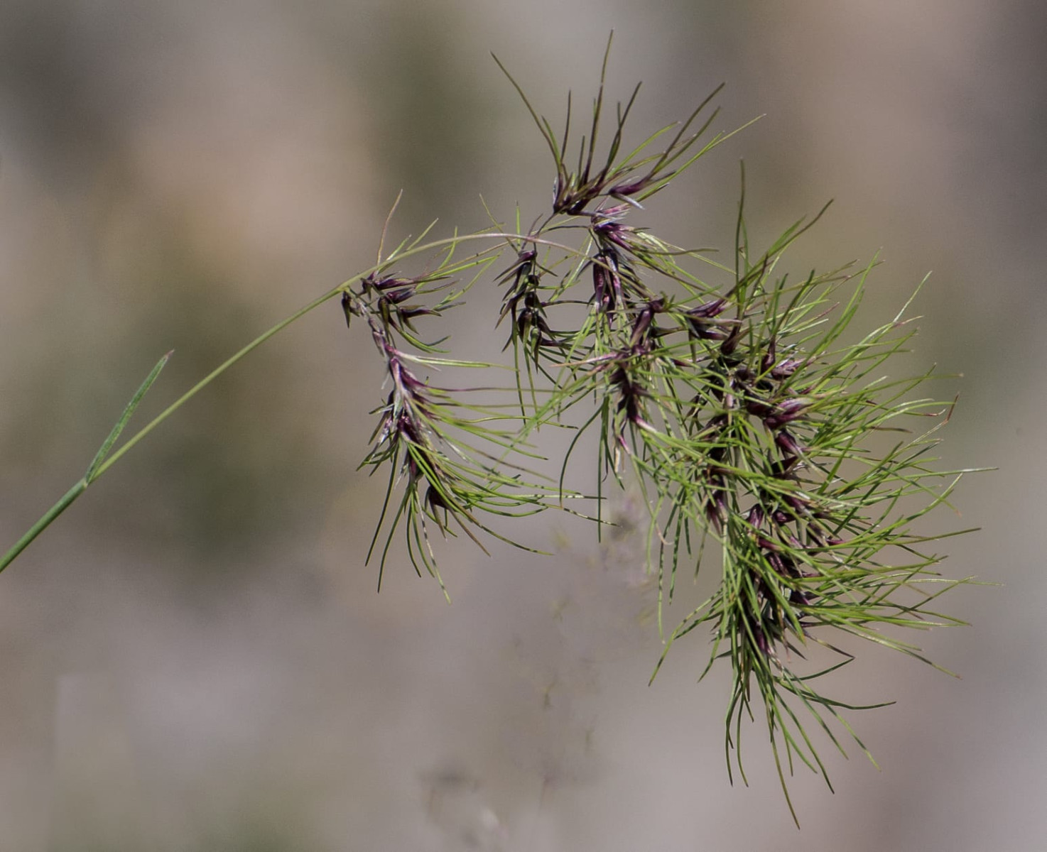 Kazakhstan-Flowers-Poa-bulbosa-ssp.-vivipara--24.JPG