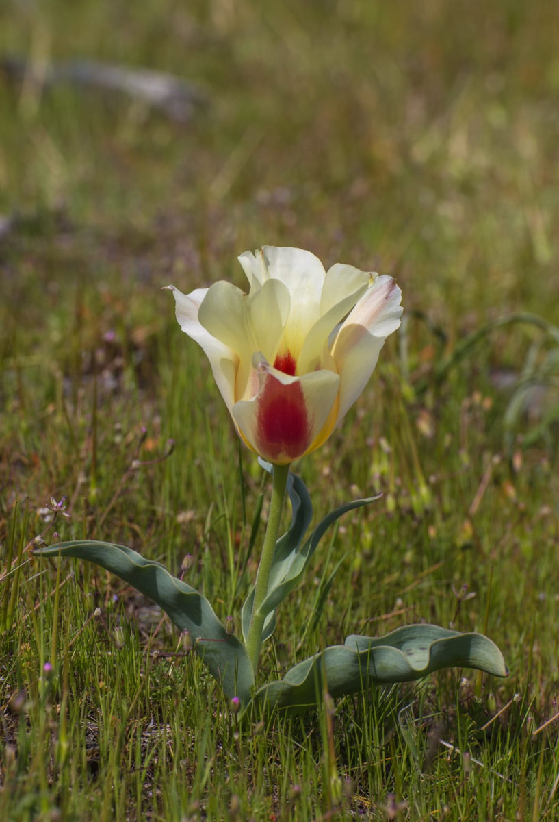 Kazakhstan-Flowers-T.-greigii-x-T.-kaufmanniana-16.JPG