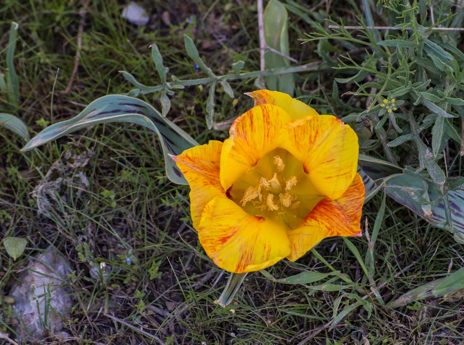 Kazakhstan-Flowers-T.-greigii-yellow-variant-14.JPG