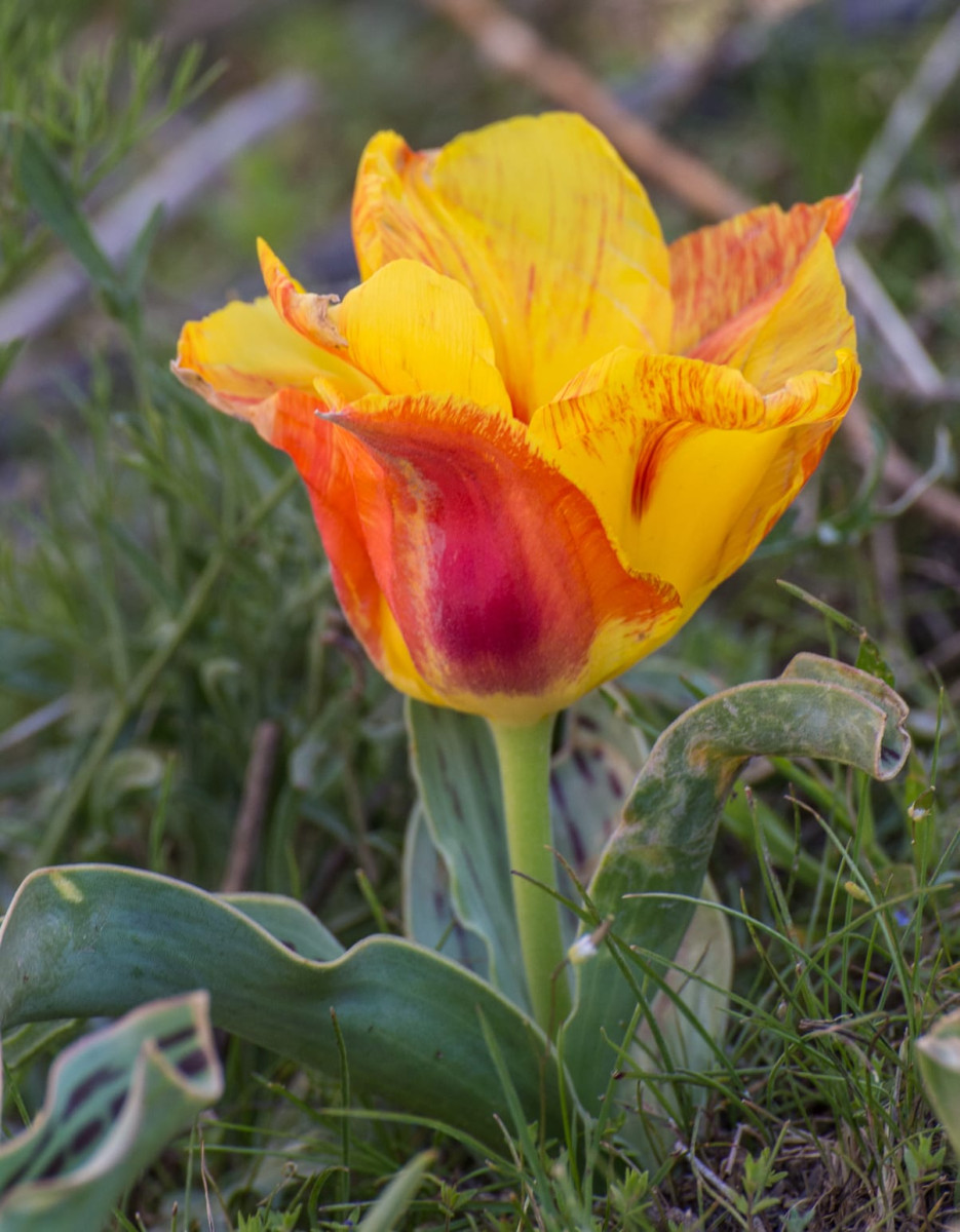 Kazakhstan-Flowers-T.-greigii-yellow-variant-15.JPG