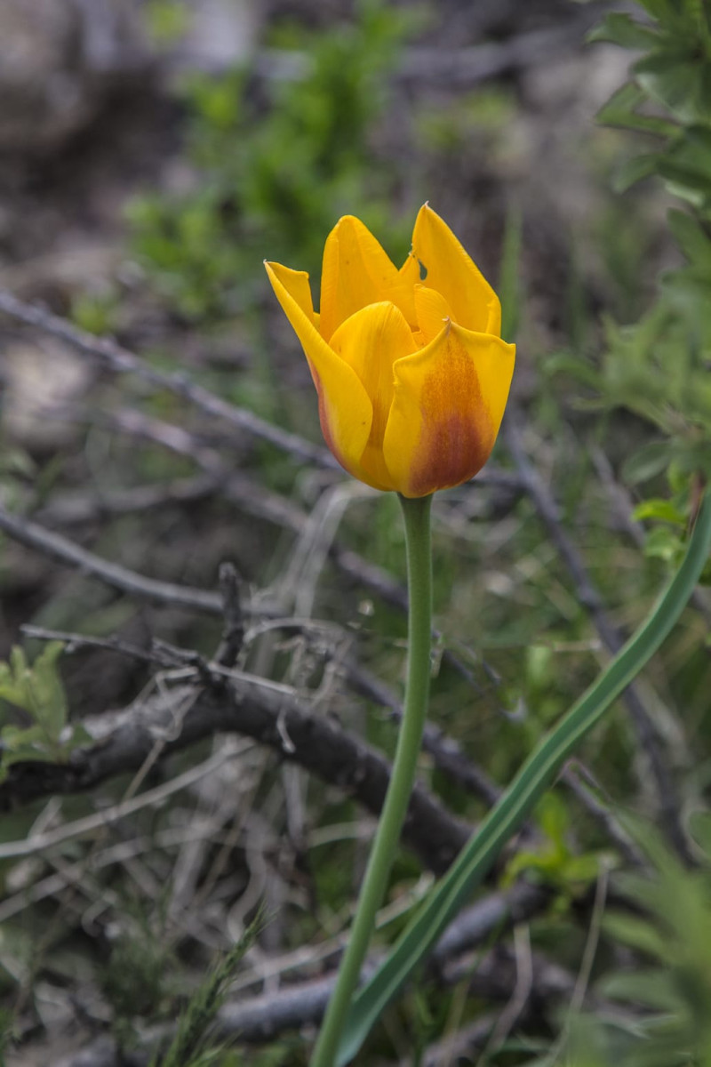 Kazakhstan-Flowers-Tulipa-alberti-4.JPG