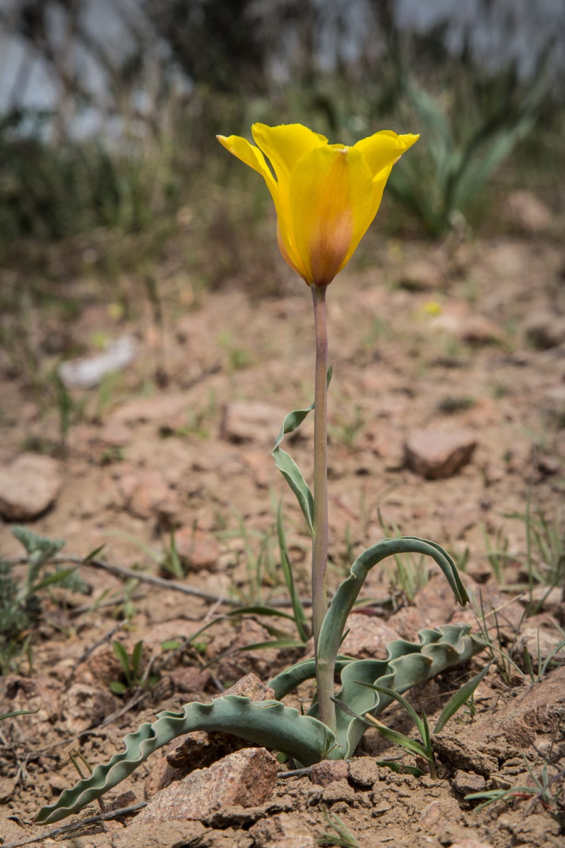 Kazakhstan-Flowers-Tulipa-behmiana-1.JPG