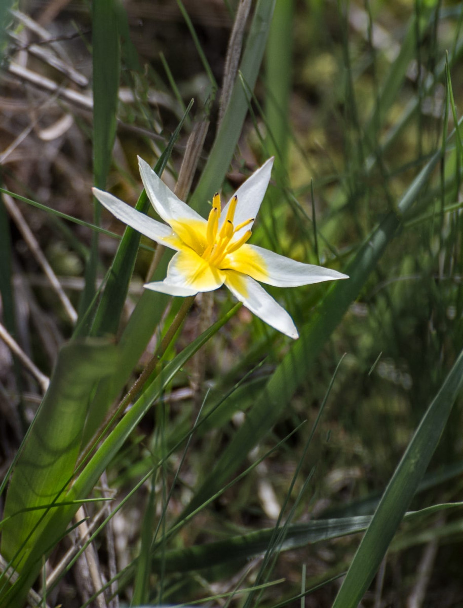 Kazakhstan-Flowers-Tulipa-bifloriformis-11.JPG