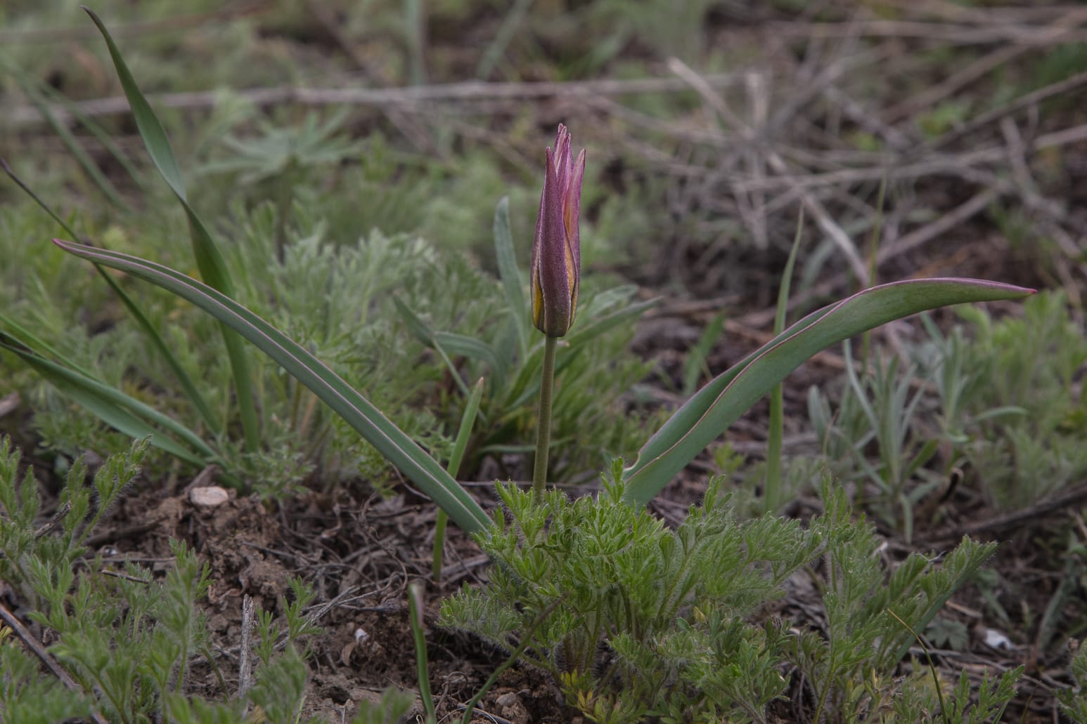 Kazakhstan-Flowers-Tulipa-bifloriformis-35.JPG