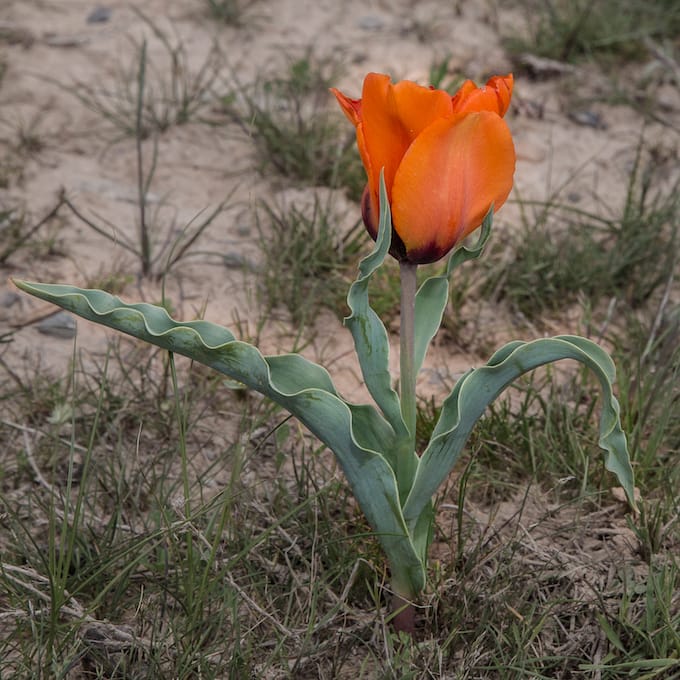 Kazakhstan-Flowers-Tulipa-borszczcowii-27.JPG