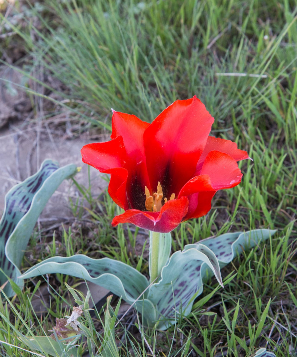 Kazakhstan-Flowers-Tulipa-greigii-13.JPG