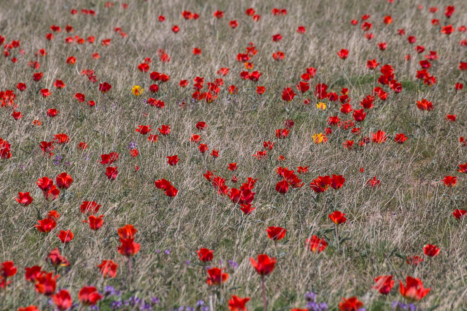 Kazakhstan-Flowers-Tulipa-greigii-26.JPG