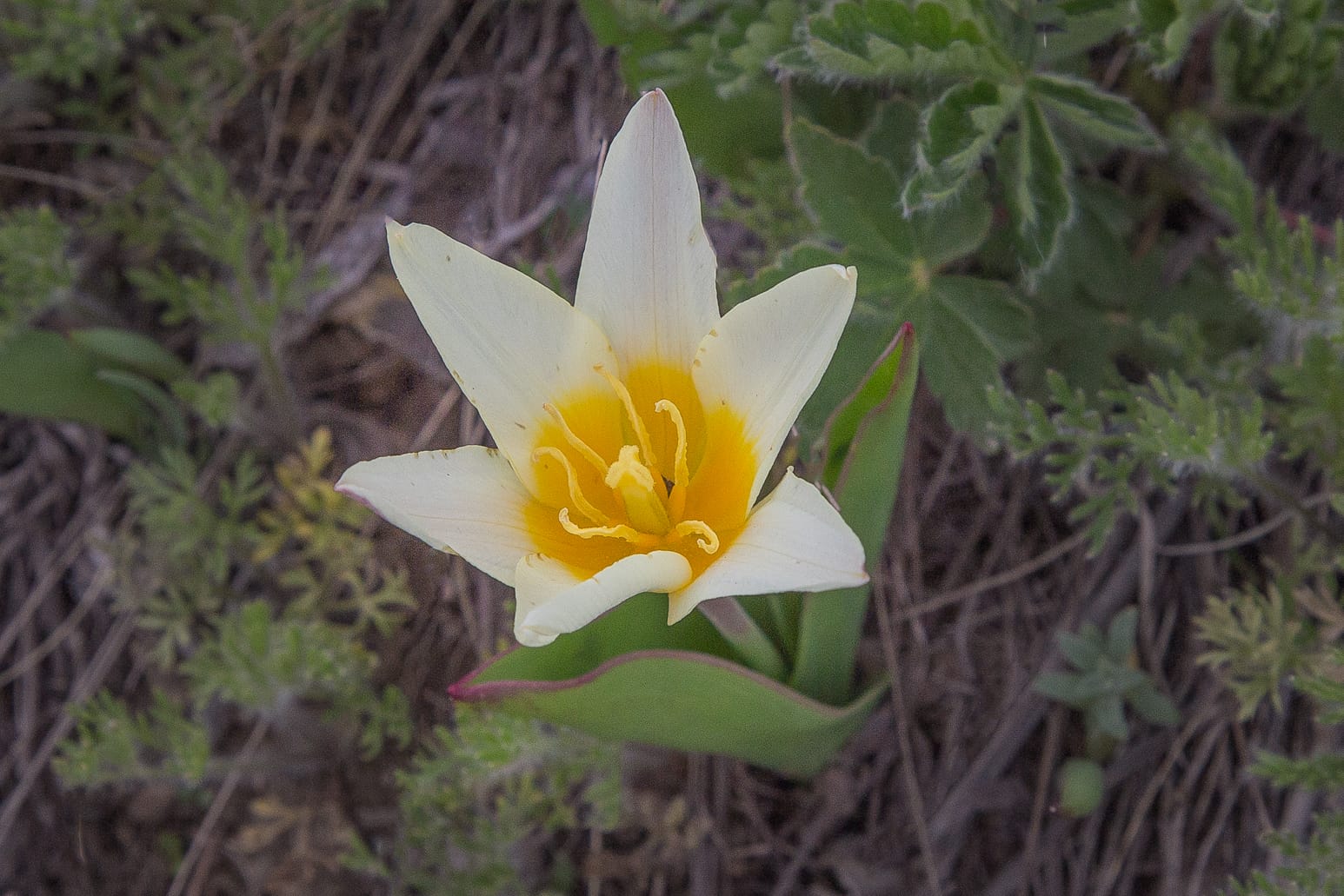 Kazakhstan-Flowers-Tulipa-kaufmanniana-30.JPG