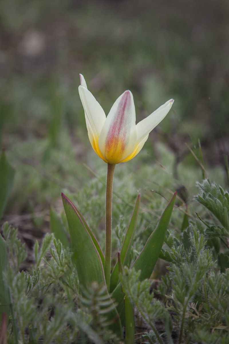 Kazakhstan-Flowers-Tulipa-kaufmanniana-31.JPG