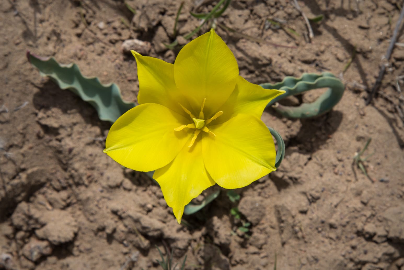 Kazakhstan-Flowers-Tulipa-kolpakowskiana-2.JPG