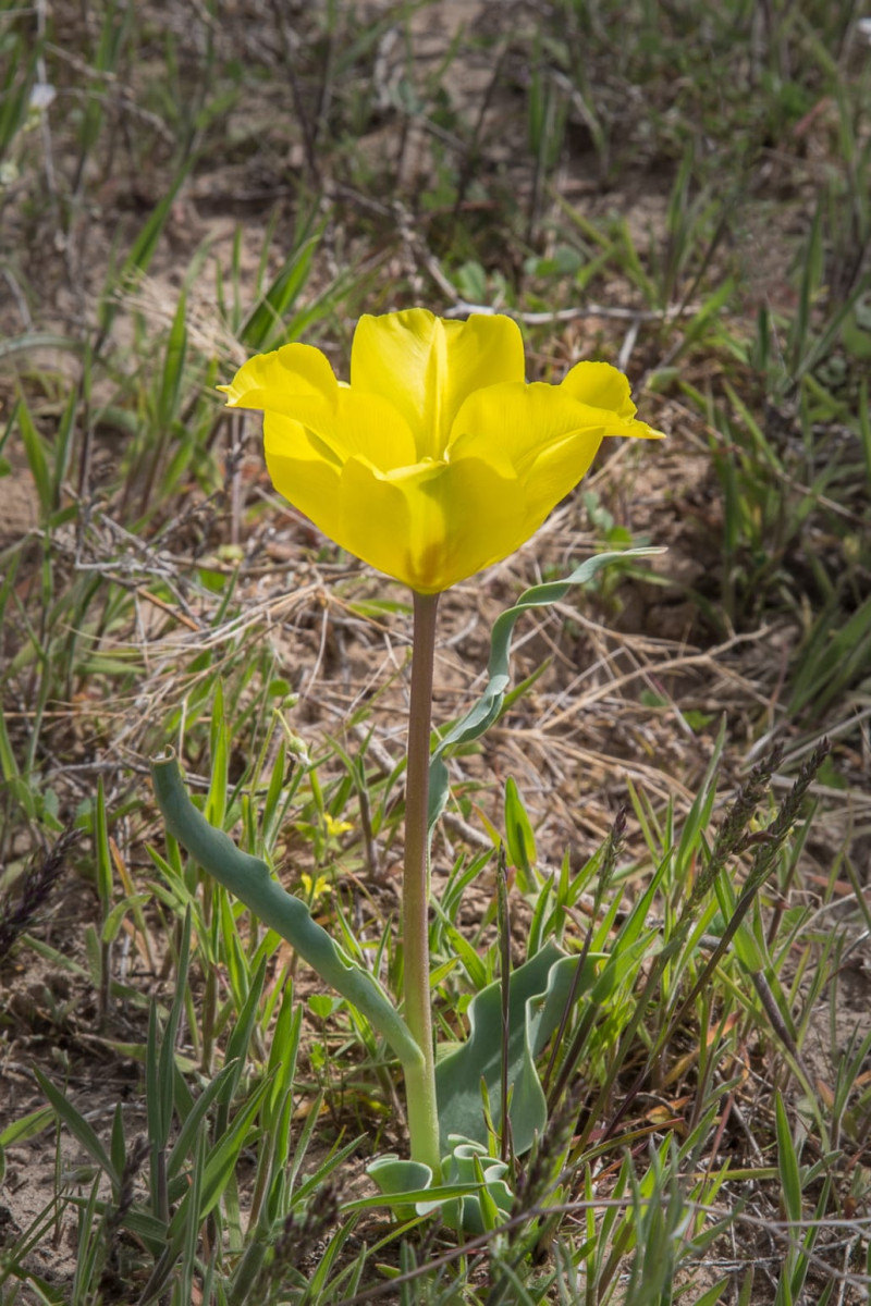 Kazakhstan-Flowers-Tulipa-kolpakowskiana-3.JPG