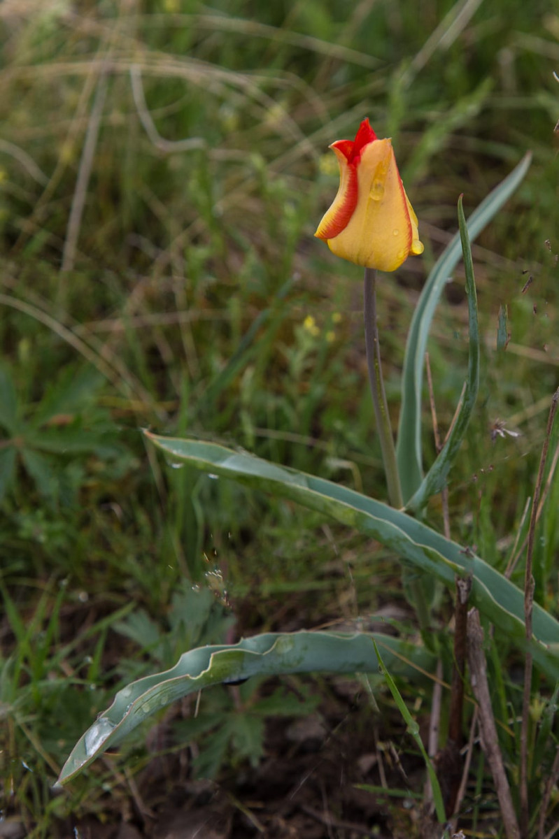 Kazakhstan-Flowers-Tulipa-kolpakowskiana-7.JPG