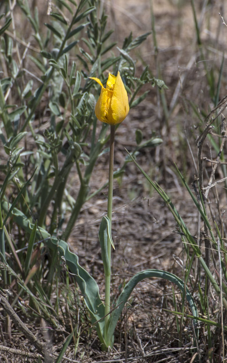 Kazakhstan-Flowers-Tulipa-lehmanniana-20.JPG