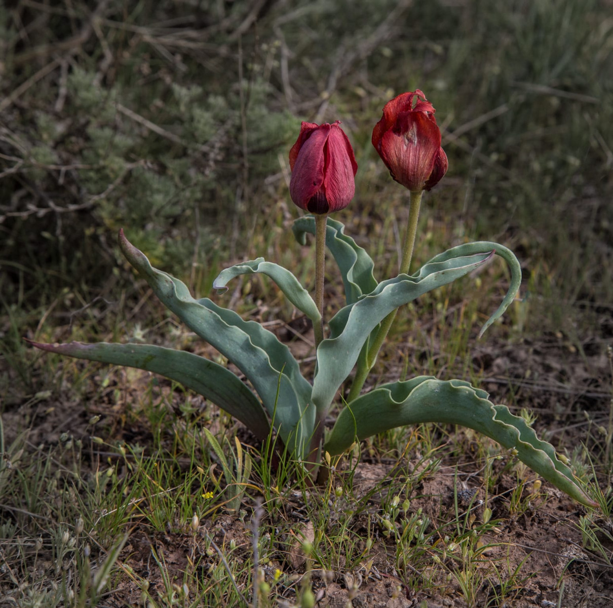 Kazakhstan-Flowers-Tulipa-lehmanniana-21.JPG