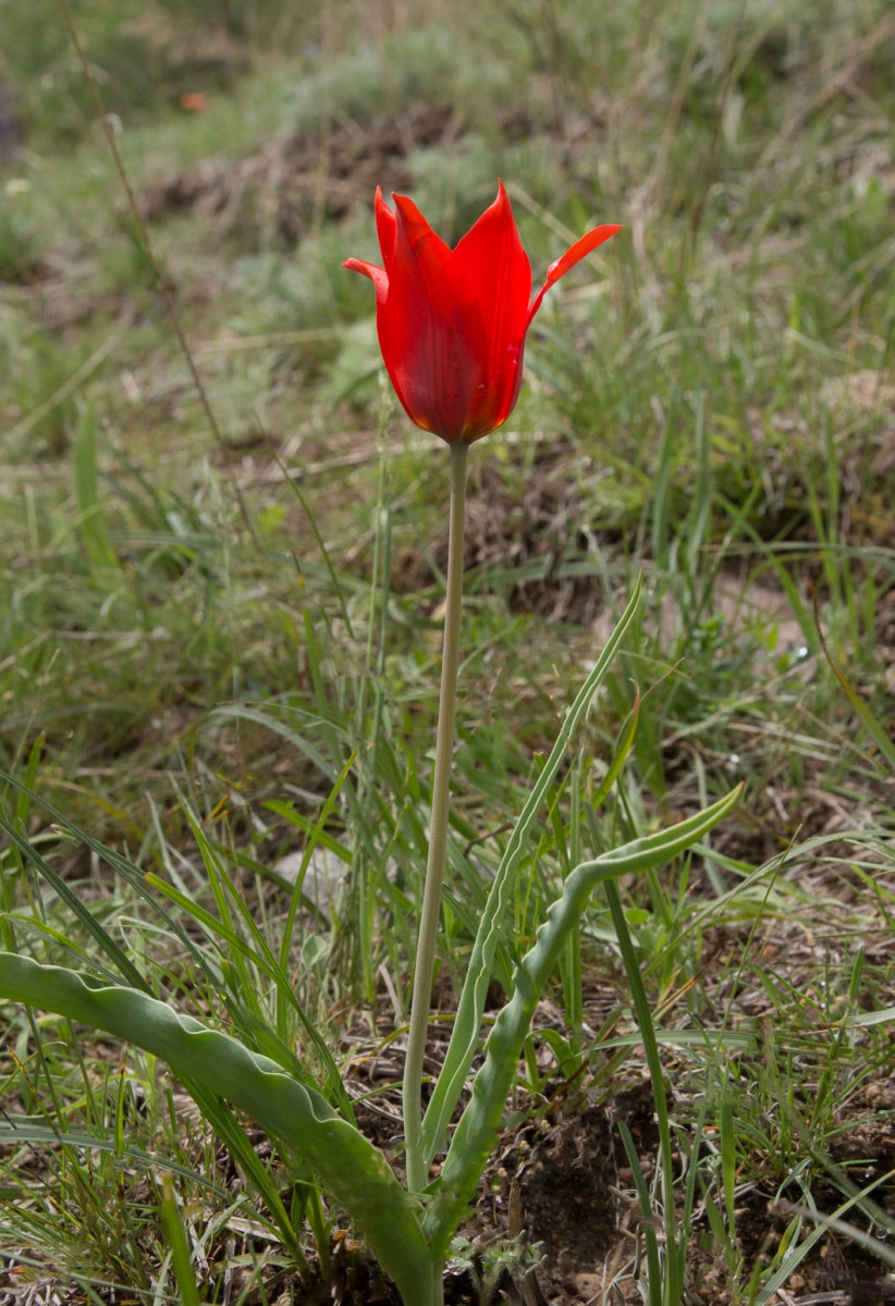 Kazakhstan-Flowers-Tulipa-ostrowskiana-40.JPG