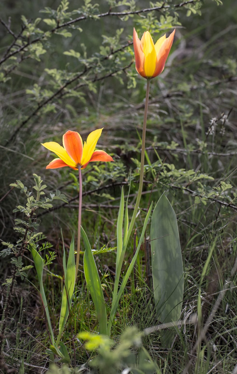 Kazakhstan-Flowers-Tulipa-zenaidae-10.JPG