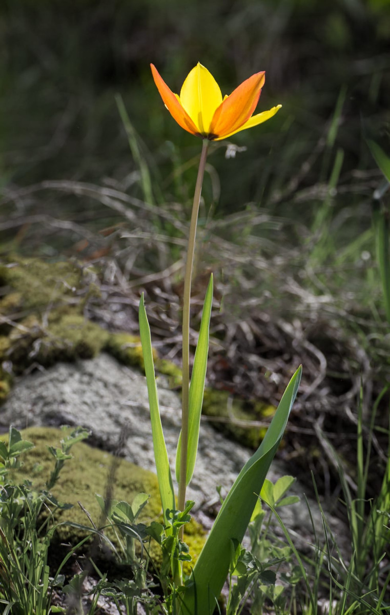 Kazakhstan-Flowers-Tulipa-zenaidae-9.JPG