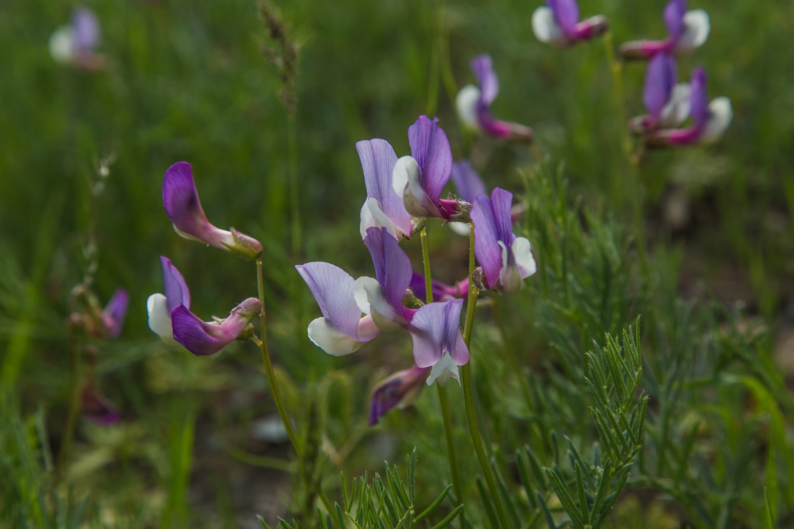 Kazakhstan-Flowers-Vicia-subvillosa-18.JPG