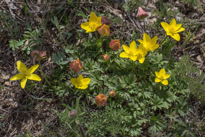 Kazakhstan-Flowers-Anemone-petiolulosa-29.JPG