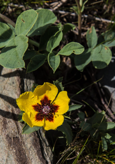 Kazakhstan-Flowers-Hulthemia-persica-17.JPG