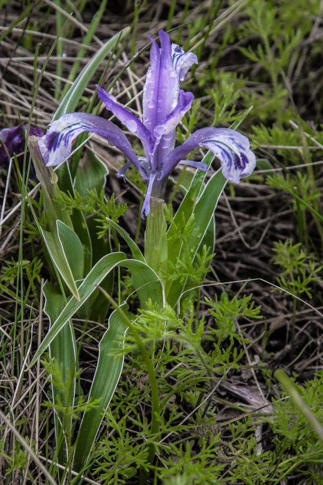 Kazakhstan-Flowers-Iris-Juno-kuschakewiczii-6.JPG
