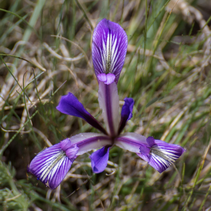 Kazakhstan-Flowers-Iris-loczy-28.JPG