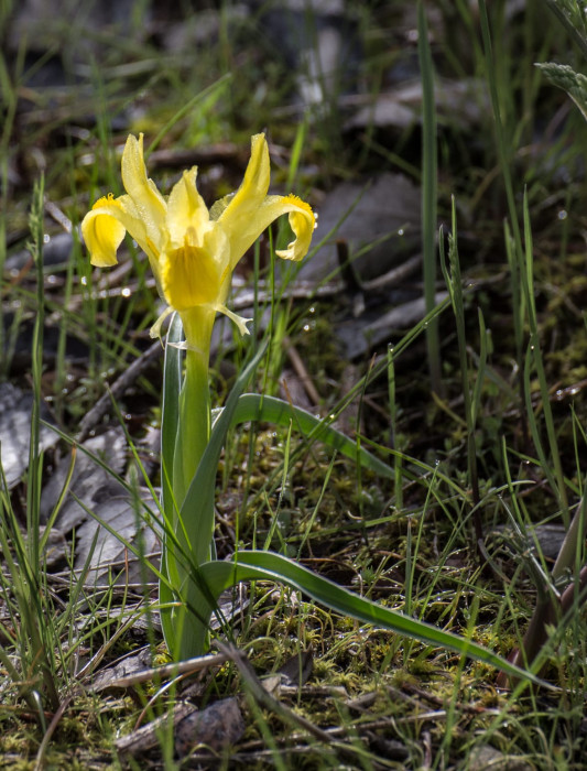 Kazakhstan-Flowers-Iris-orchiodes-8.JPG