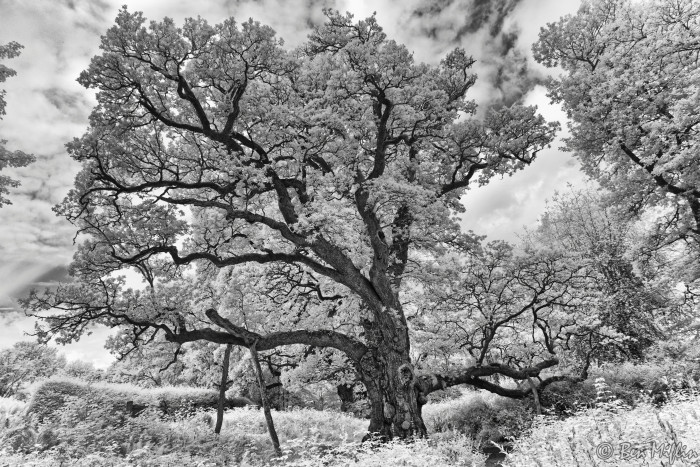 the-birnam-oak_51640351395_o.jpg