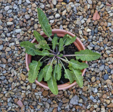 PLANTS